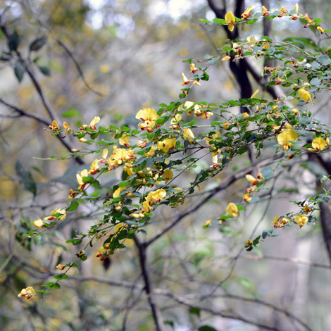 Bossiaea aquifolium whole