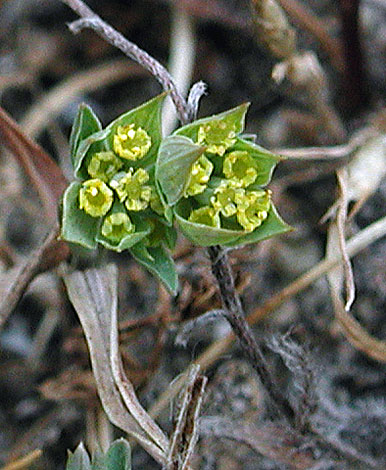 Bupleurum baldense flower