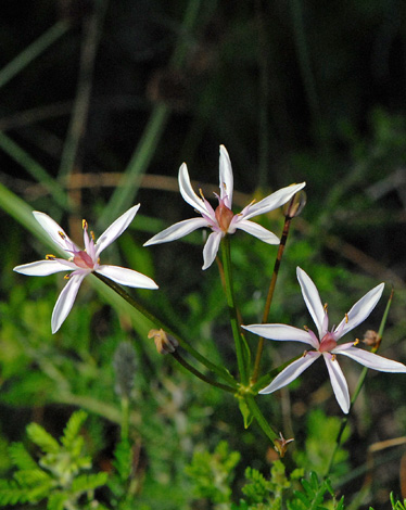 Burchardia multiflora close