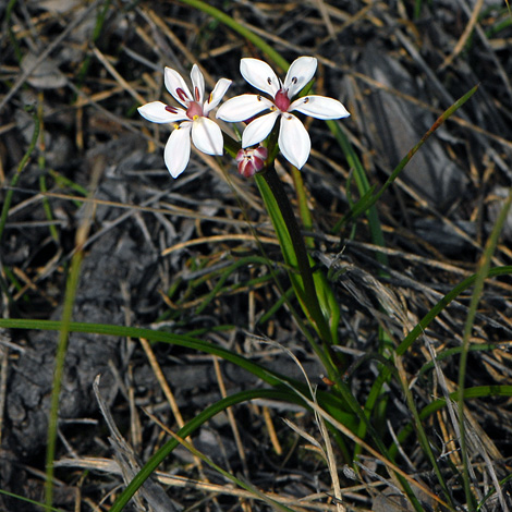 Burchardia multiflora whole