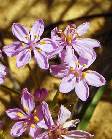 Burchardia rosea close