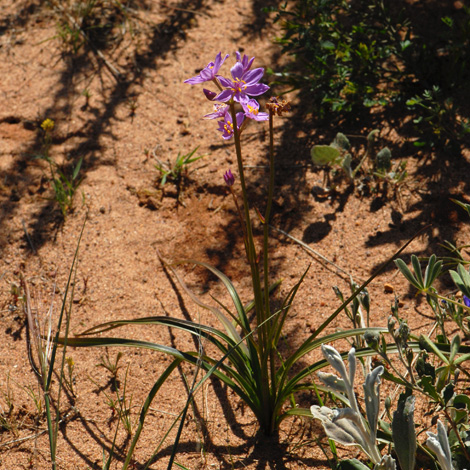 Burchardia rosea whole