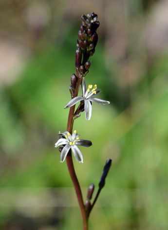 Caesia micrantha close