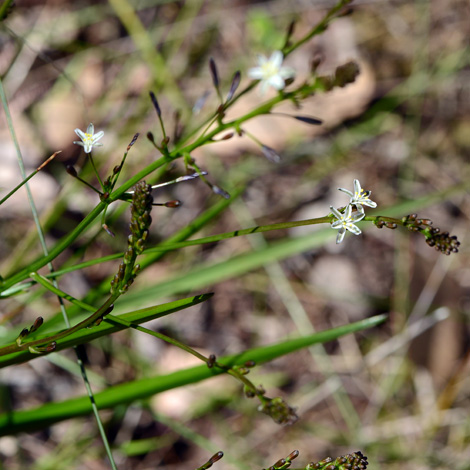 Caesia micrantha whole