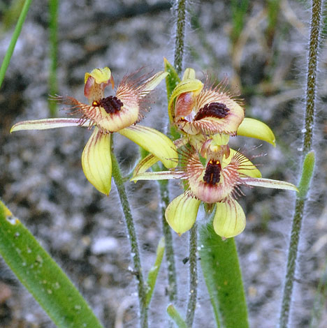 Caladenia discoidea close