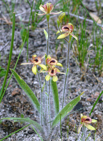 Caladenia discoidea whole