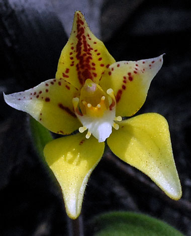 Caladenia flava ssp flava close