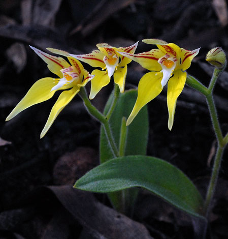 Caladenia flava ssp flava whole