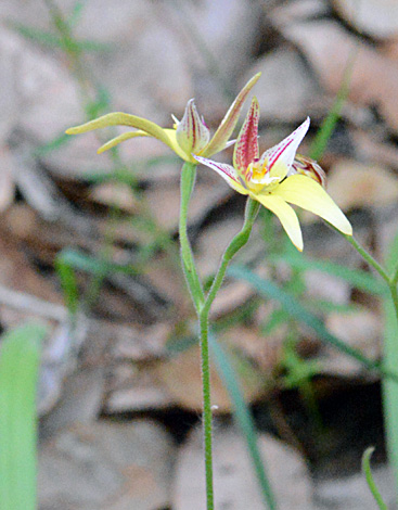 Caladenia flava ssp sylvestris whole