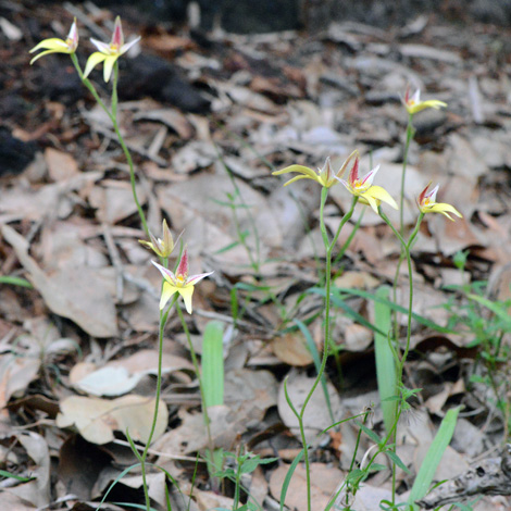 Caladenia flava ssp sylvestris whole