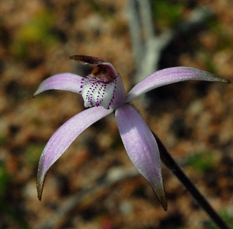 Caladenia hirta ssp rosea close