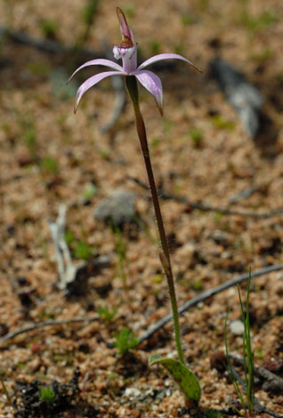 Caladenia hirta ssp rosea whole