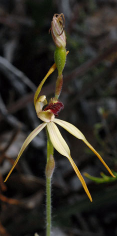 Caladenia longiclavata flower