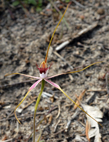 Caladenia aff. ferruginea close