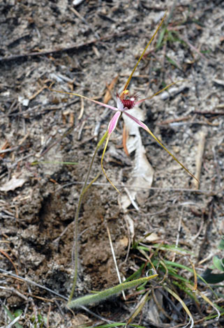 Caladenia aff. ferruginea whole