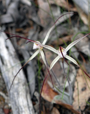 Caladenia polychroma close