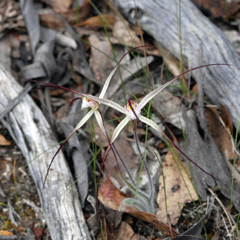 Caladenia polychroma whole