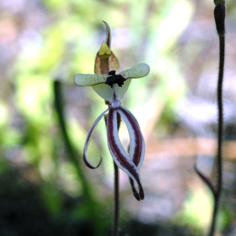 Caladenia roei flower