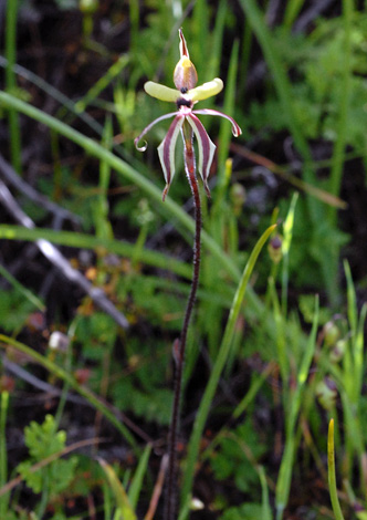 Caladenia roei whole