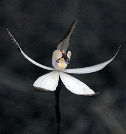 Caladenia saccharata flower