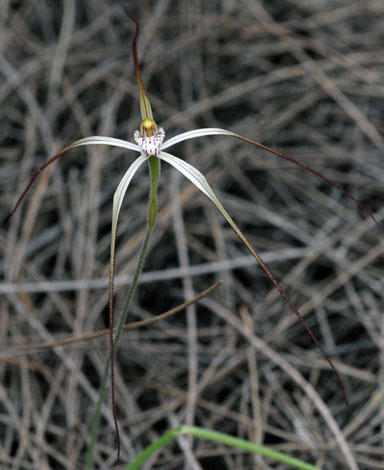Caladenia varians ssp varians flower