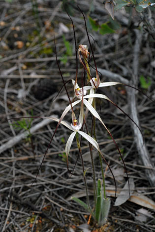 Caladenia varians ssp varians whole