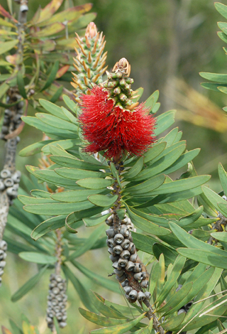 Callistemon glaucus close