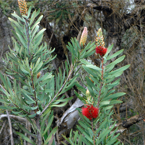 Callistemon glaucus whole