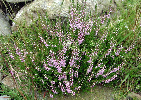 Calluna vulgaris1