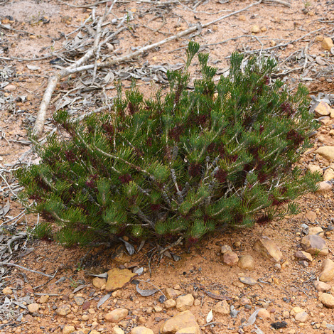 Calothamnus lehmannii whole