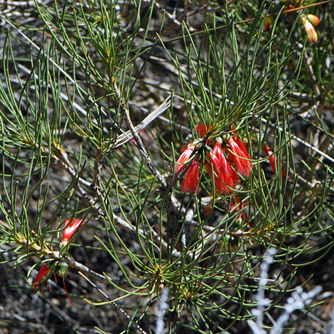 Calothamnus oldfieldii whole