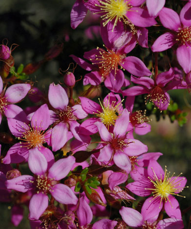 Calytrix brevifolia flowers