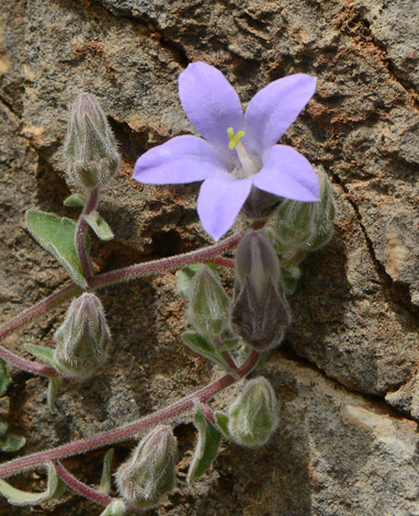 Cmapnula constantinii close