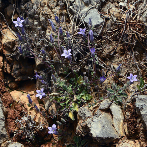 Cmapnula constantinii whole