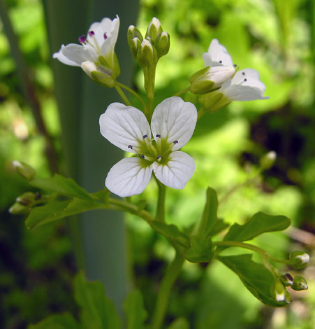 Cardamine amara close