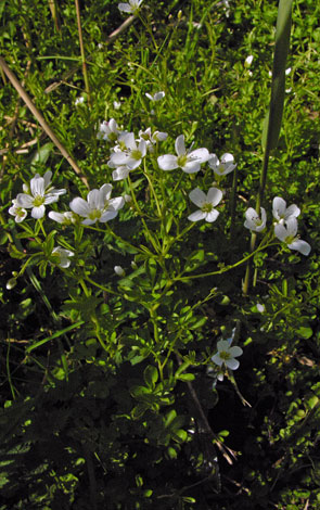 Cardamine amara whole