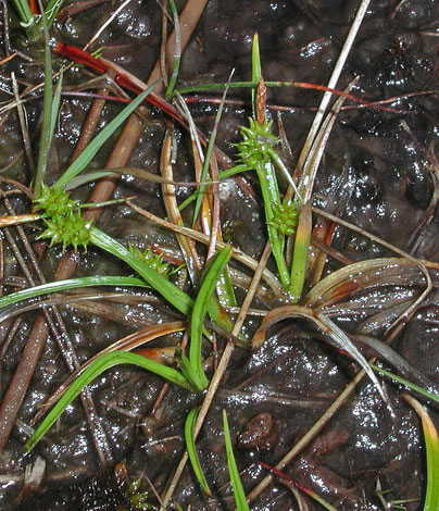 Carex viridula ssp oedicarpa