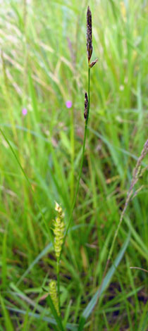 Carex hirta whole