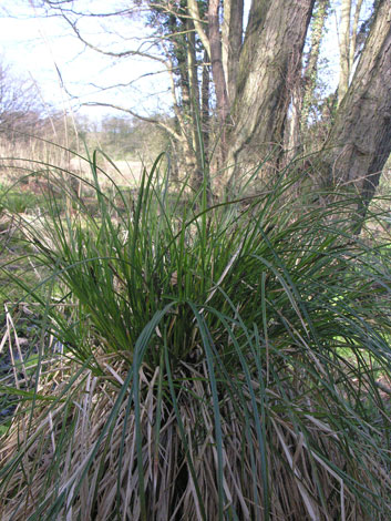 Carex paniculata whole