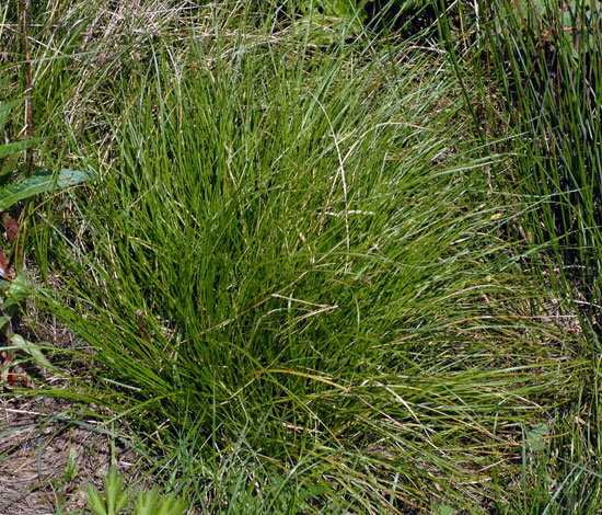 British Wild Plant: Carex remota Remote Sedge