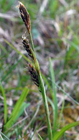 Carex vaginata flowering spike