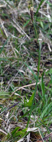 Carex vaginata whole