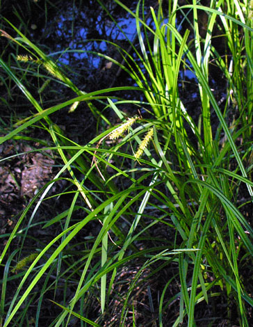 Carex vesicaria whole