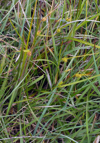 Carex x fulva whole
