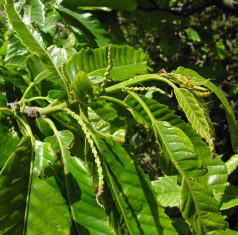 Castanea sativa