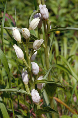 Cephalanthera damasonium flowerhead