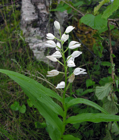 Cephalanthera longifolia
