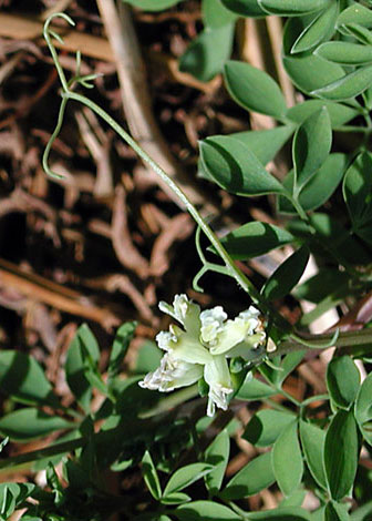 Ceratocapnos claviculata whole