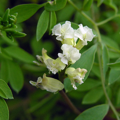 Ceratocapnos claviculata close