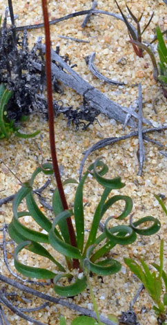 Chamaescilla spiralis leaves